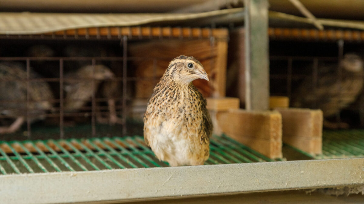 うずら飼育のお仕事 - 株式会社幡野(はたの)ファーム | 小さなたまごには栄養とわたしたちの想いが詰まっています