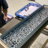 2025.5.1幡野ファーム、入卵作業