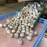 2025.7.4幡野ファーム、出荷作業
