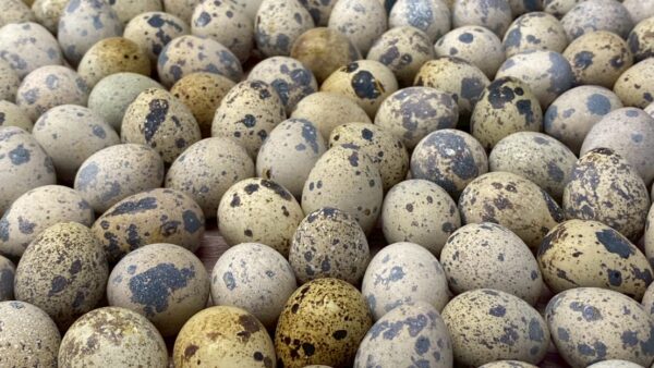 2025.8.25幡野ファーム、農場の風景