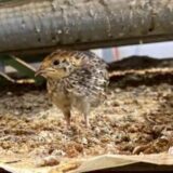 2025.8.12幡野ファーム、育成移動