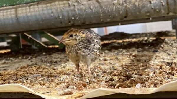2025.8.12幡野ファーム、育成移動