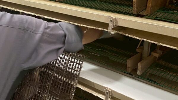 2025.8.22幡野ファーム、成鶉移動