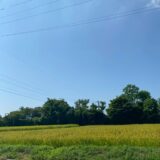 2025.8.19幡野ファーム、農場の風景