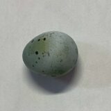 2025.8.7幡野ファーム、農場の風景