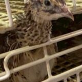 2025.8.8幡野ファーム、成鶉移動