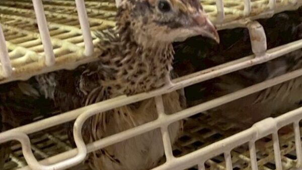 2025.8.8幡野ファーム、成鶉移動