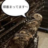 2025.9.12幡野ファーム、成鶉移動