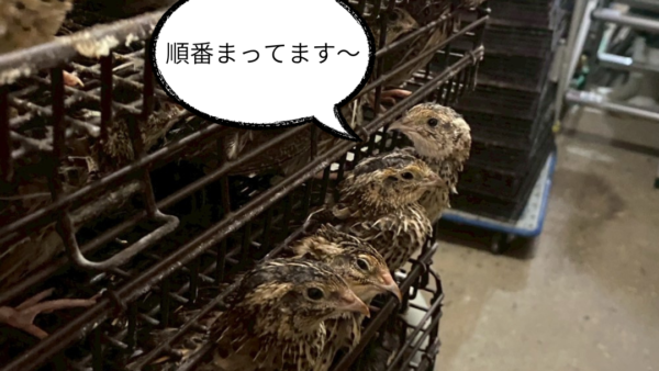 2025.9.12幡野ファーム、成鶉移動