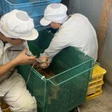 2025.9.16幡野ファーム、育成移動