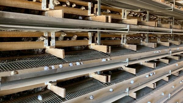 2025.9.5幡野ファーム、農場の風景