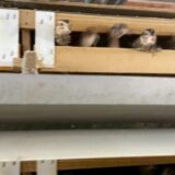 2025.9.11幡野ファーム、農場の風景