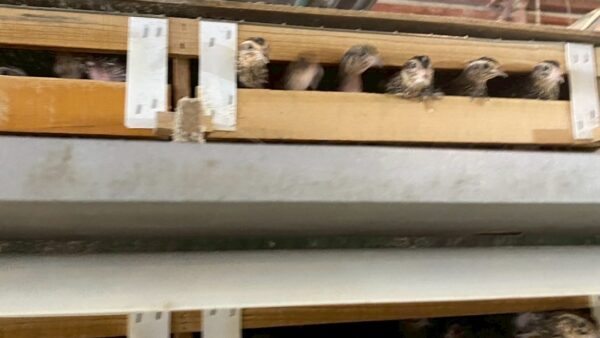 2025.9.11幡野ファーム、農場の風景