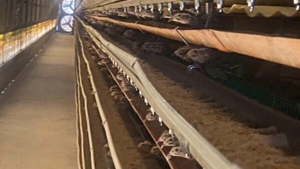 2025.9.22幡野ファーム、農場の風景