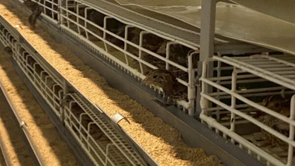 2025.9.9幡野ファーム、農場の風景