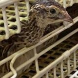 2025.9.4幡野ファーム、作業風景