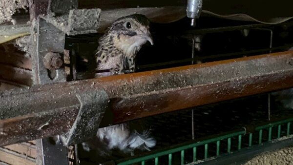 2025.10.9幡野ファーム、農場の風景