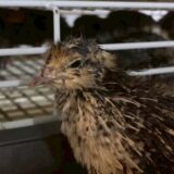 2025.10.14幡野ファーム、中雛移動