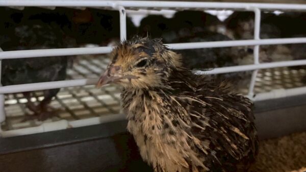 2025.10.14幡野ファーム、中雛移動