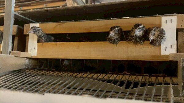 2025.10.27幡野ファーム、農場の風景