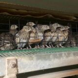 2025.10.10幡野ファーム、農場の風景