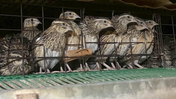 2025.10.10幡野ファーム、農場の風景