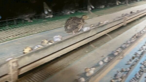 2025.10.24幡野ファーム、成鶉移動🚚