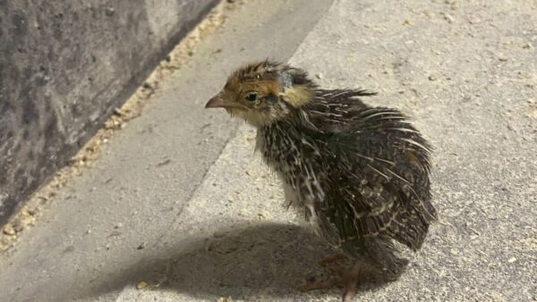 2025.10.28幡野ファーム、中雛移動