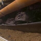 2025.10.7幡野ファーム、農場の風景