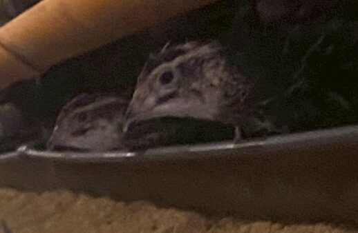 2025.10.7幡野ファーム、農場の風景