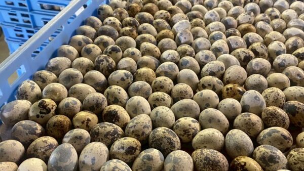 2025.11.4幡野ファーム、農場の風景