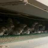 2025.11.12幡野ファーム、農場の風景