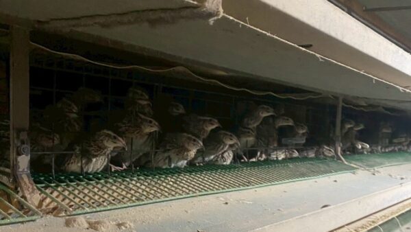 2025.11.12幡野ファーム、農場の風景