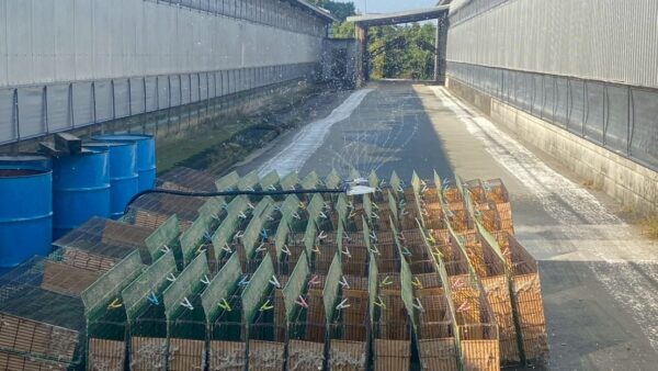 2025.11.17幡野ファーム、循環作業