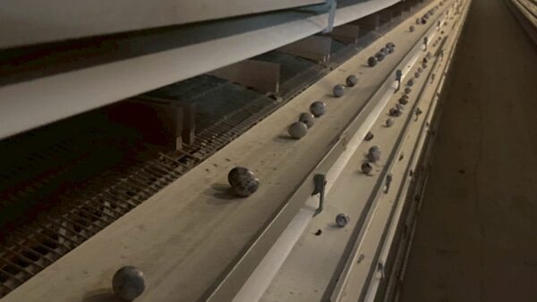 2025.11.20幡野ファーム、農場の風景