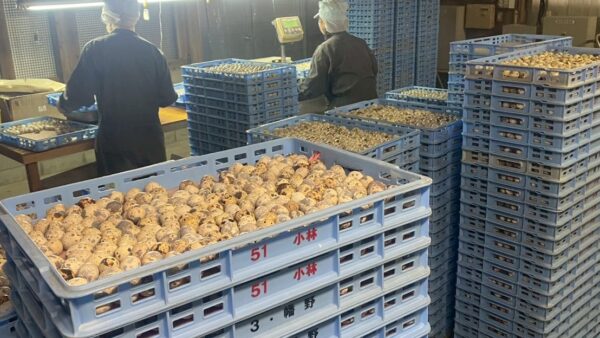 2025.12.12幡野ファーム、農場の風景