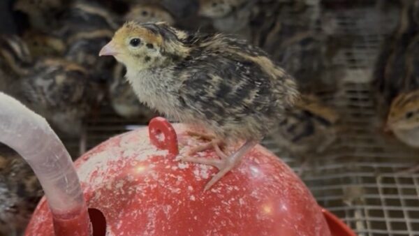 2025.12.19幡野ファーム、農場の風景